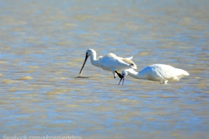 Espátula común, Platalea leucorodia. Eurasian spoonbill.